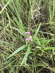 Polygala sphenoptera
