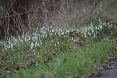Galanthus nivalis