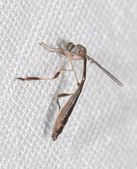 Leptogaster