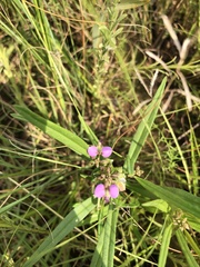 Polygala sphenoptera