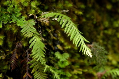 Notogrammitis heterophylla