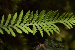 Notogrammitis heterophylla