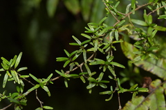 Coprosma linariifolia