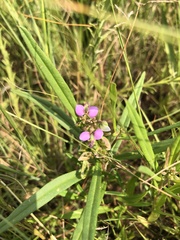 Polygala sphenoptera