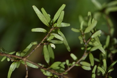 Coprosma linariifolia