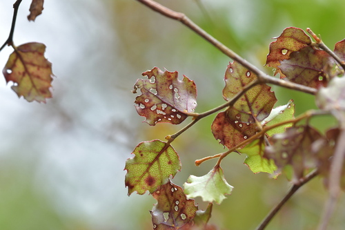 Red beech (Nothofagus fusca)