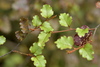 Red Beech - Photo (c) Christopher Stephens, some rights reserved (CC BY-SA), uploaded by Christopher Stephens