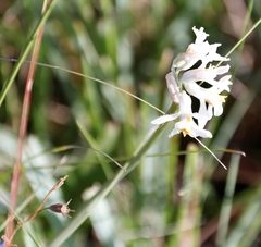 Tulbaghia