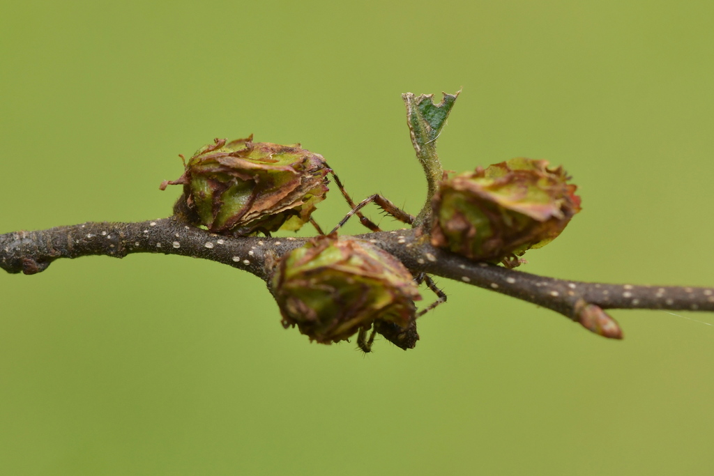 Red beech (Nothofagus fusca)
