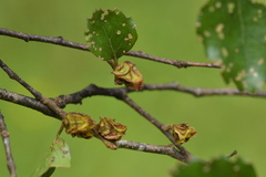 Nothofagus fusca