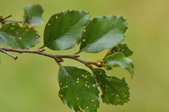 Nothofagus fusca
