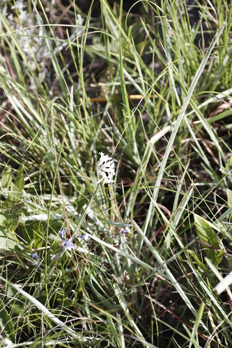 Tulbaghia natalensis, photograph 1