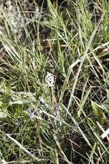 Tulbaghia