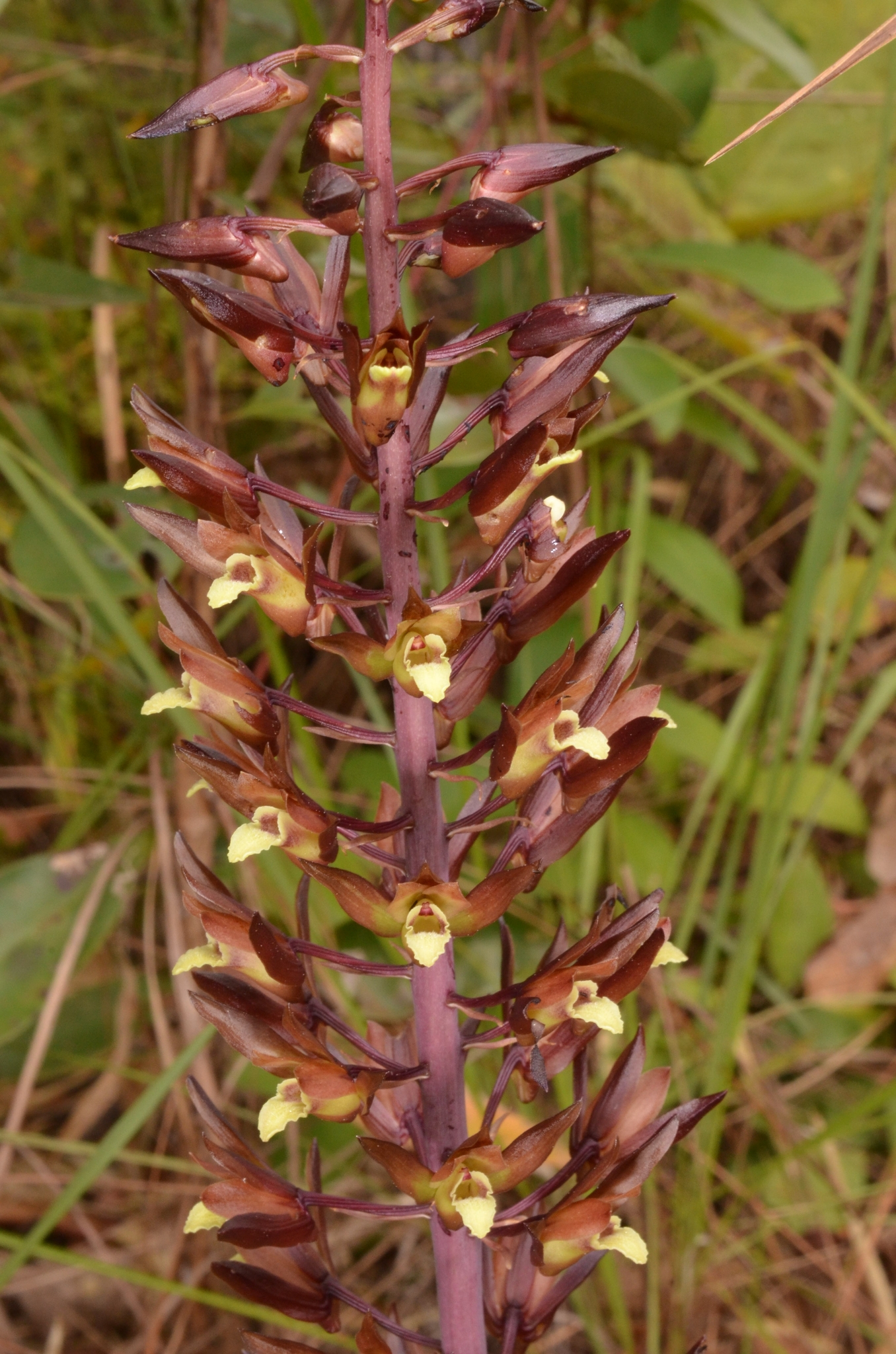 Eulophia zollingeri (Eulophia zollingeri)