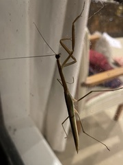 Tenodera australasiae