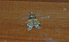 Orthaga atribasalis