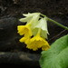 Primula veris macrocalyx - Photo (c) give_peace_a_chance, algunos derechos reservados (CC BY-NC)