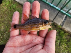 Ostorhinchus endekataenia