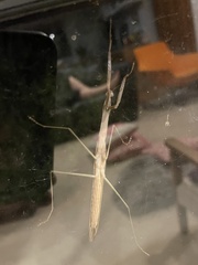 Tenodera australasiae