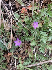 Geranium dissectum