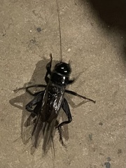 Teleogryllus commodus