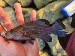 Cephalopholis formosa