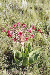 Brunsvigia undulata