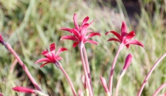 Brunsvigia undulata