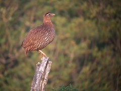 Pternistis bicalcaratus