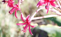 Brunsvigia undulata
