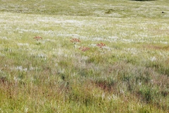 Brunsvigia undulata