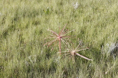 Brunsvigia undulata