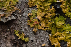 Lobaria adscripta
