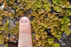 Lobaria adscripta
