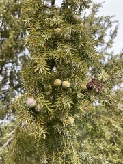 Juniperus macrocarpa