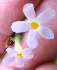 Chaenostoma floribundum
