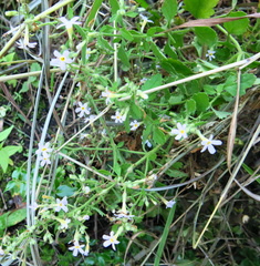 Chaenostoma floribundum