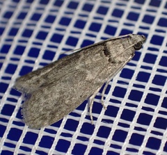 Ectomyelois ceratoniae