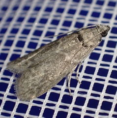 Ectomyelois ceratoniae