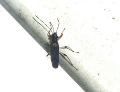 Parathyginus signifer