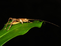 Aphonoidini