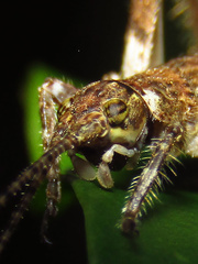 Aphonoidini