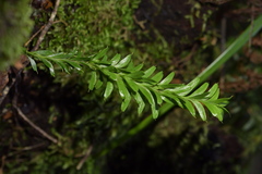 Tmesipteris tannensis
