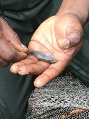 Aphredoderus sayanus