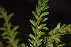 Tmesipteris tannensis