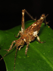 Aphonoidini