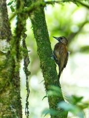 Picumnus olivaceus