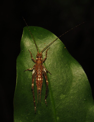 Aphonoidini