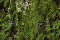 Coprosma linariifolia