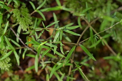 Coprosma linariifolia